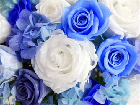 White And Blue Roses Hd Wallpaper Background Image 1920x1441 Id