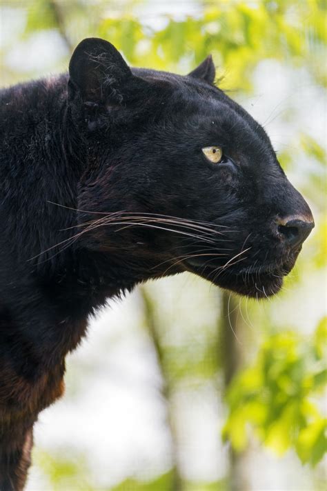 Profile Of Blacky Animals Animals Wild Black Animals