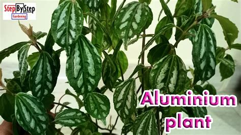 Pilea Cadiereialuminium Plant How To Prune Propagate And Make Bushy