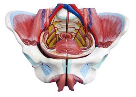 Female Pelvis With Organs Vessels And Nerves Model Female Pelvis