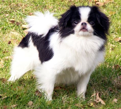 Japanese Chin Puppies Rescue Pictures Information Temperament