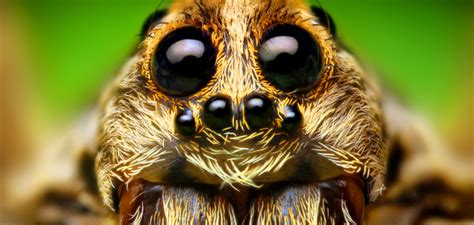 Vědci zjistili jak se rozmnožují pavouci 21stoleti cz