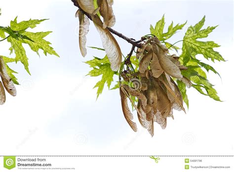 Maple trees are deciduous trees, which belong to the aceraceae family, and have about 128 the tree bears small flowers, depending upon its variety. Seed Pods Hanging On Tree Branch Stock Photo - Image: 54091796