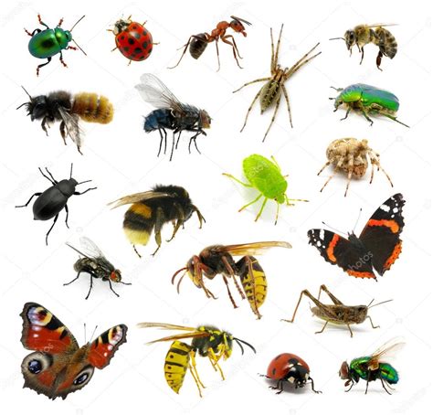Set Of Insects — Stock Photo © Ale Ks 25998205