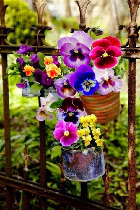 Colorful Pansies Are Hanging From An Iron Fence