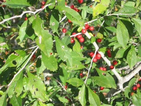 Plant Identification Closed Red Berry Bush 1 By Riverland