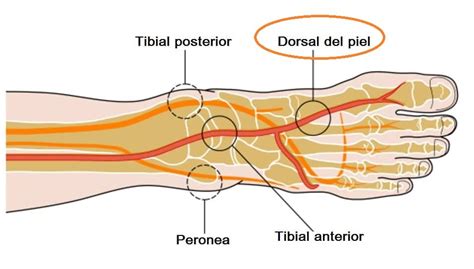 Arteria Pedia O Dorsal Del Pie Origen Ramas Irrigación