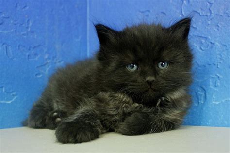 Black ragamuffin cat for sale. Black Ragdoll Kittens For Sale Near Me