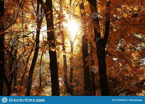 View Of Bright Sunlight Through Autumn Trees Stock Image Image Of