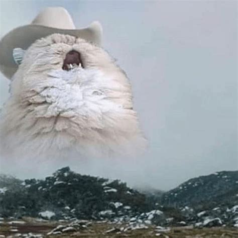 Everyone Is Saying Yeehaw But Nobody Ever Asks Haw Yee Cat Cats