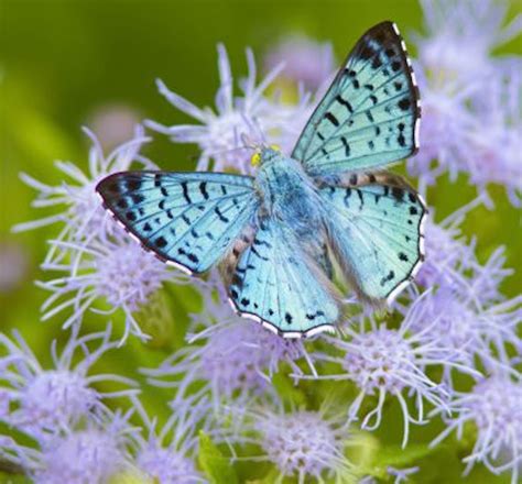 Travel To South Texas To Find Rare Butterflies Birds And Blooms