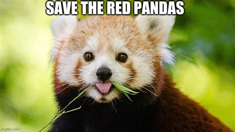 Pandas Memes And S Imgflip