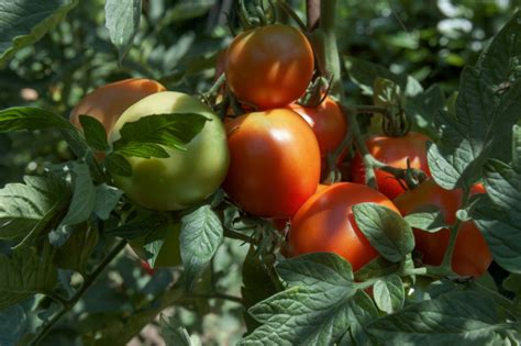 13 Shade Tolerant Tomato Varieties That Dont Need As Much Sun Tomato