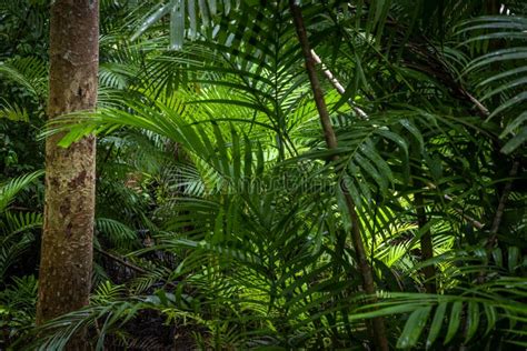 Tropical Jungle Tropical Rainforest With Different Trees Stock Image