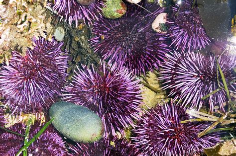 Purple Sea Urchins Photograph By Georgette Douwma Fine Art America