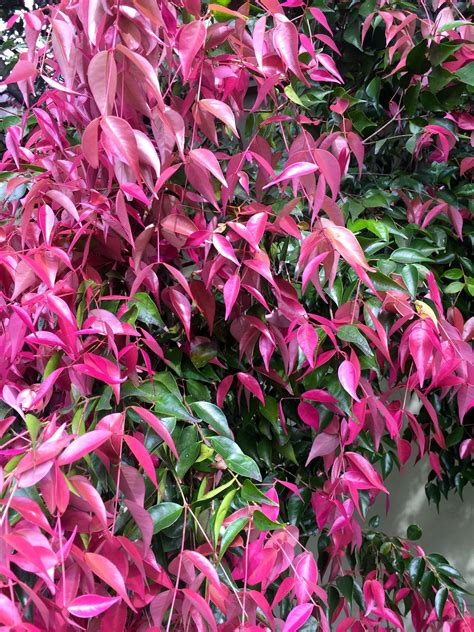 Cherry Surprise Lilly Pilly Tree Australian Native Plants Australian