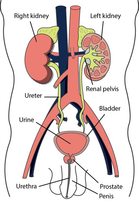 Male Reproductive System PNG