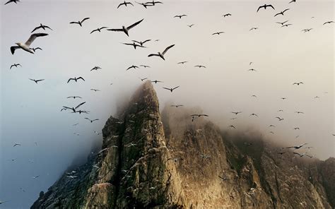 Птицы Горы Фото Telegraph