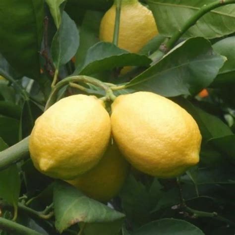 Seedless Lemon Tree At Rs 60piece Nagpur Id 19882816930