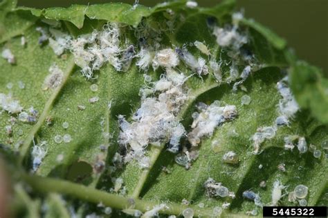 Leafcurl Ash Aphid Prociphilus Fraxinifolii On Green Ash Fraxinus