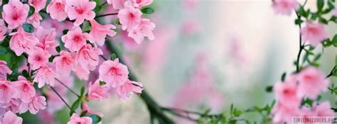 Pink Blossoms Flowers Facebook Cover Photo