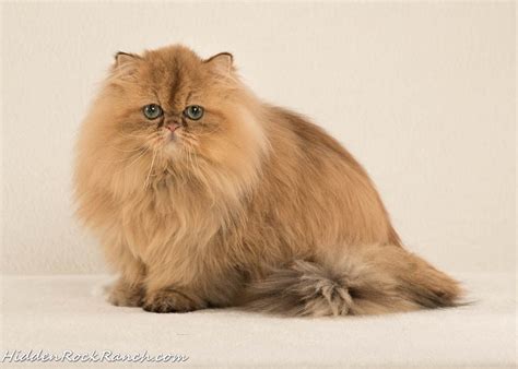 Persian Cat Breeders Websites Kittysitescom