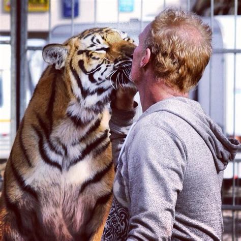 Tiger Kiss Tiger Love Tiger Pets