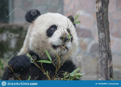 Fluffy Giant Panda In Shanghai China Stock Photo Image Of Elegance