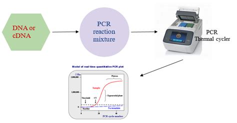 Real Time Pcr A Revolution In Molecular Biology Biomall Blog