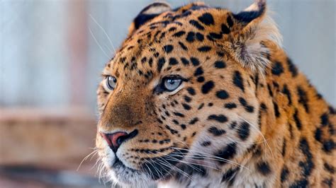 Res 1920x1080 Animals Leopard Wallpapers Hd Images Animals Wild