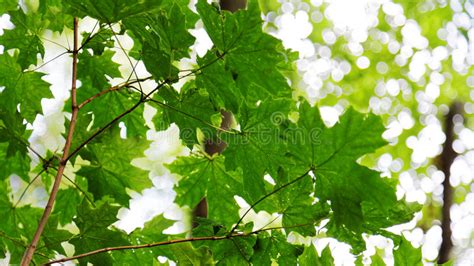 Green Foliage Of Trees Stock Image Image Of Color Growth 98810025