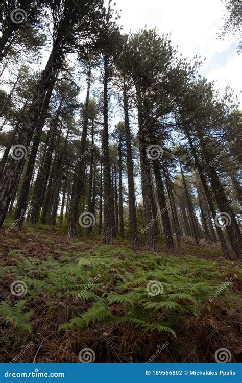 Mountain Forest Woodland Troodos Mountains Cyprus Stock Photo Image