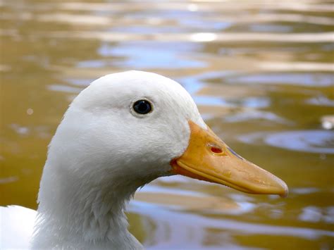 White Duck Close Up Free Stock Photo Public Domain Pictures