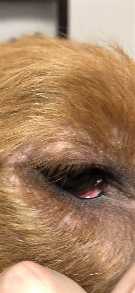 Periorbital Dermatitis Dog Skin Problem Periorbital Dermatitis Dog