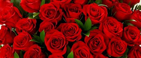 Red Roses Twitter Banner Clip Art Library