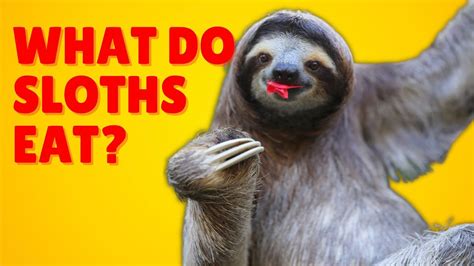 What Do Sloths Eat Sloths Diet In The Wild And In Captivity Youtube