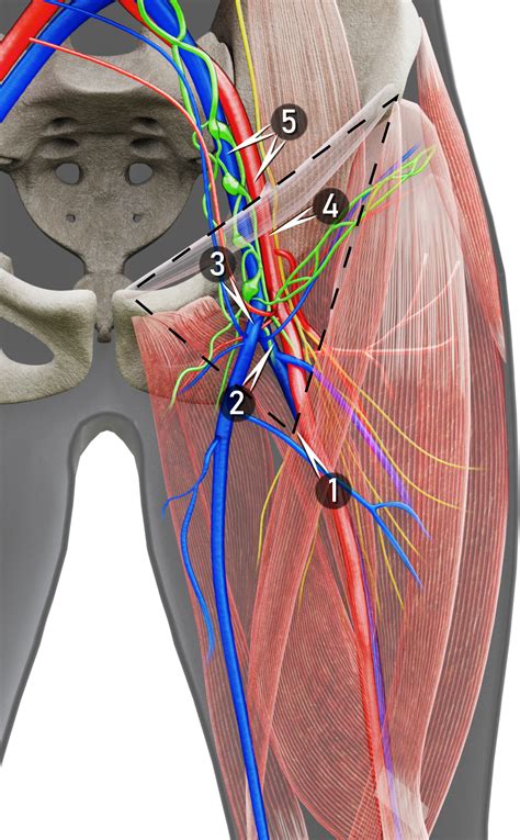 Lymph Node Diagram Groin