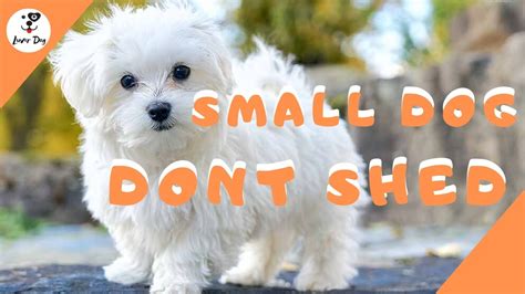 Best 10 Small Dogs That Dont Shed Youtube