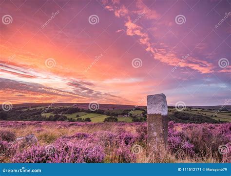 Blooming Heather On The North Yorkshire Moors Stock Image Image Of