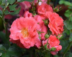 It grows wider than tall, making it an excellent choice as a border in a bed of taller shrubs. Coral Drift Rose Bushes | Drift roses