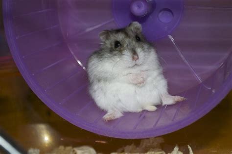 Dwarf hamsters, russian or chinese, are also popular hamsters, and while they can be territorial, they do well in pairs only if they are littermates or a mother and child, cribbs said. Information About Winter White Dwarf Hamster Care and ...