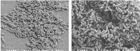 Images Of Salmonella Biofilms Obtained By Scanning Electron Microscopy