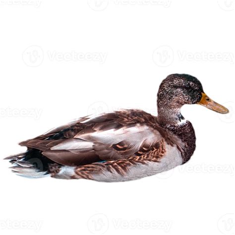 Close Up Duck Swimming On A Sunny Pond Concept Photo 29291068 Png
