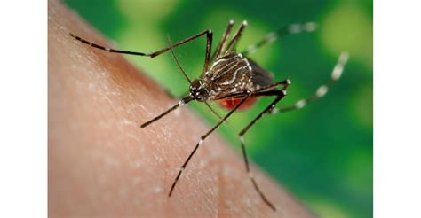 Who Issues Guidance For Gm Mosquito Development International Year Of