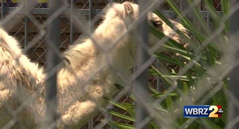 Pamela bossier, the manager at the tiger truck stop in grosse tete gloria lancaster, a florida resident, was chasing her dog when she crawled into the camel's enclosure at the truck stop. THECOCONUTWHISPERER : Escape from Egypt - Woman bites ...