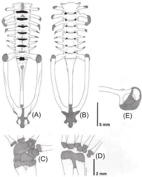 Vistas Dorsal A Y Ventral B De La Columna Vertebral Del Espécimen