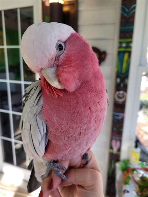 Adorable Pink Quaker Parrots Everything You Need To Know Save The Eagles