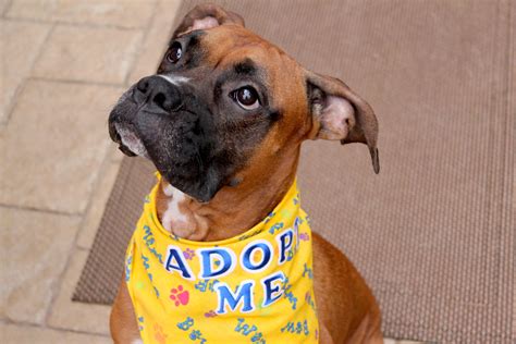 She has fostered 3 litters after her puppies were placed. Boxer Puppies For Adoption