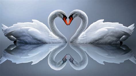 4 cara untuk mengubah warna latar. WALLPAPER SWAN IN LOVE | Gambar Kartun Lucu dan Wallpaper Keren Gambar Kartun | Wallpaper Keren