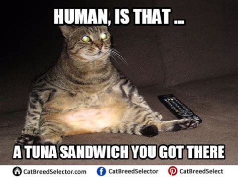 Fat Cat Memes Cat Breed Selector